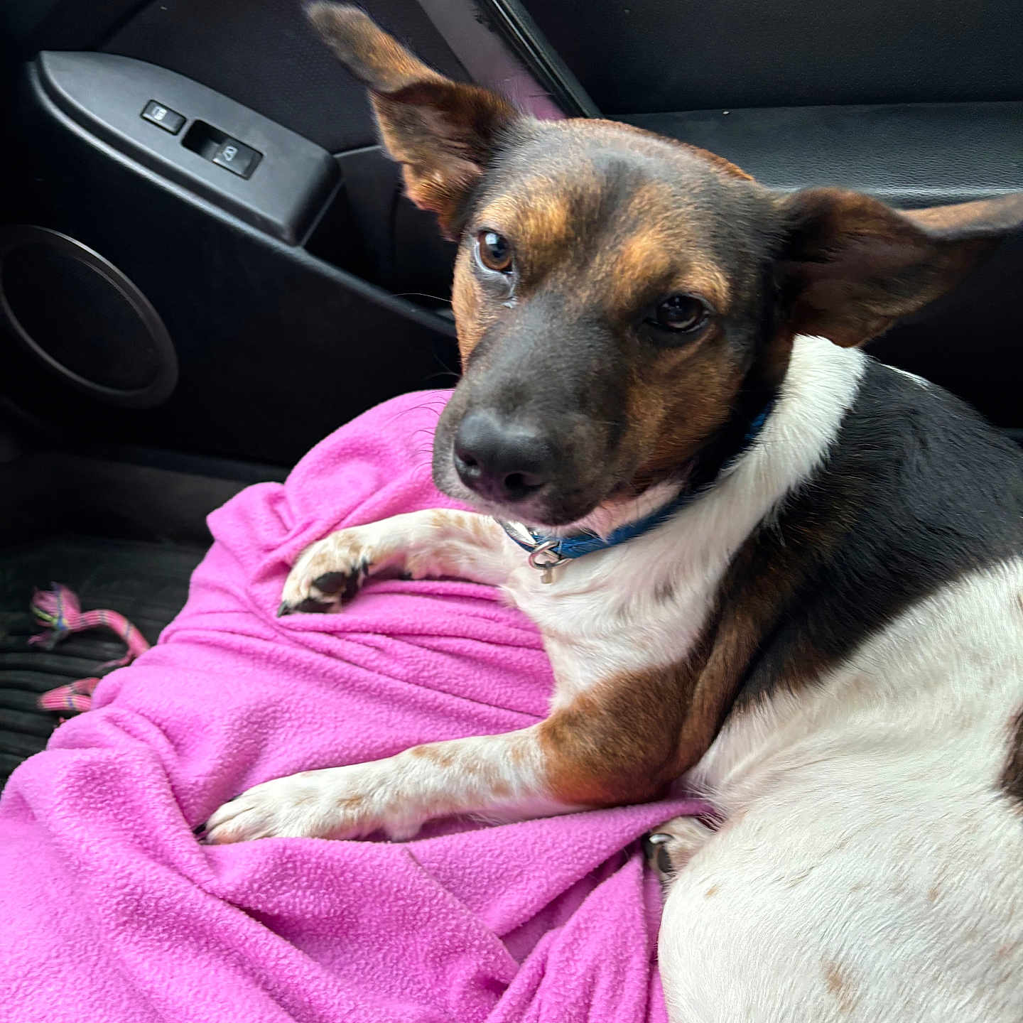 Bruno joined the competition — help win amazing prizes! dog, pet, car_interior, blanket, pink_blanket, seat, window_controls, black_leather, relaxed, fur, ears, collar, looking_up, canine, resting, indoor, animal, companion, closeup, cute