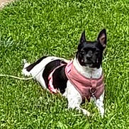 Sadie joined the competition — help win amazing prizes! dog, puppy, black_and_white, pink_harness, grass, lawn, outdoor, pet, animal, sitting, lying_down, pointy_ears, collar, leash, small_dog, portrait, greenery, sunlight, companion, cute