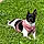 Sadie