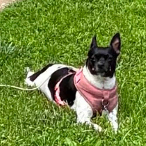 Sadie joined the competition — help win amazing prizes! dog, puppy, black_and_white, pink_harness, grass, lawn, outdoor, pet, animal, sitting, lying_down, pointy_ears, collar, leash, small_dog, portrait, greenery, sunlight, companion, cute