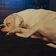 Joker is registered to the contest to win money with this photo: bedroom, blanket, calm, canine, cozy, curled_up, decor, dog, dresser, fur, furniture, indoor, nap, paw, pet, quiet, resting, sleeping, tapestry, white_dog