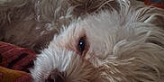 Mochi is registered to the contest to win money with this photo: animal, blanket, close_up, companion, cozy, cute, dog, face, fluffy, fur, indoors, lying_down, nose, pet, relaxed, resting, sleepy, soft_texture, warm_colors, white_dog