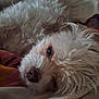 animal, blanket, close_up, companion, cozy, cute, dog, face, fluffy, fur, indoors, lying_down, nose, pet, relaxed, resting, sleepy, soft_texture, warm_colors, white_dog