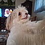 Mochi is registered to the contest to win money with this photo: animal, cabinet, companion, cozy, curtain, cute, dog, fluffy, fur, furniture, household, indoor, living_room, mammal, painting, pet, portrait, television, tongue, white