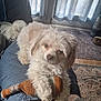 Mochi is registered to the contest to win money with this photo: animal, carpet, chair, cozy, curtains, cute, dog, fluffy, furniture, home, indoor, natural_light, pet, plush_toy, portrait, quilted, relaxed, rug, toy, white