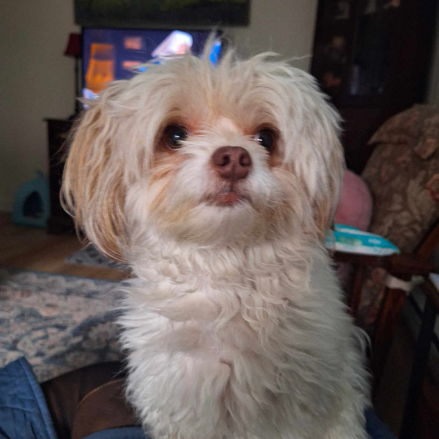 Mochi joined the competition — help win amazing prizes! animal, carpet, companion, couch, cozy, curly_fur, cute, dog, domestic_animal, fluffy, fur, furniture, indoor, living_room, pet, portrait, relaxed, small_dog, table, white