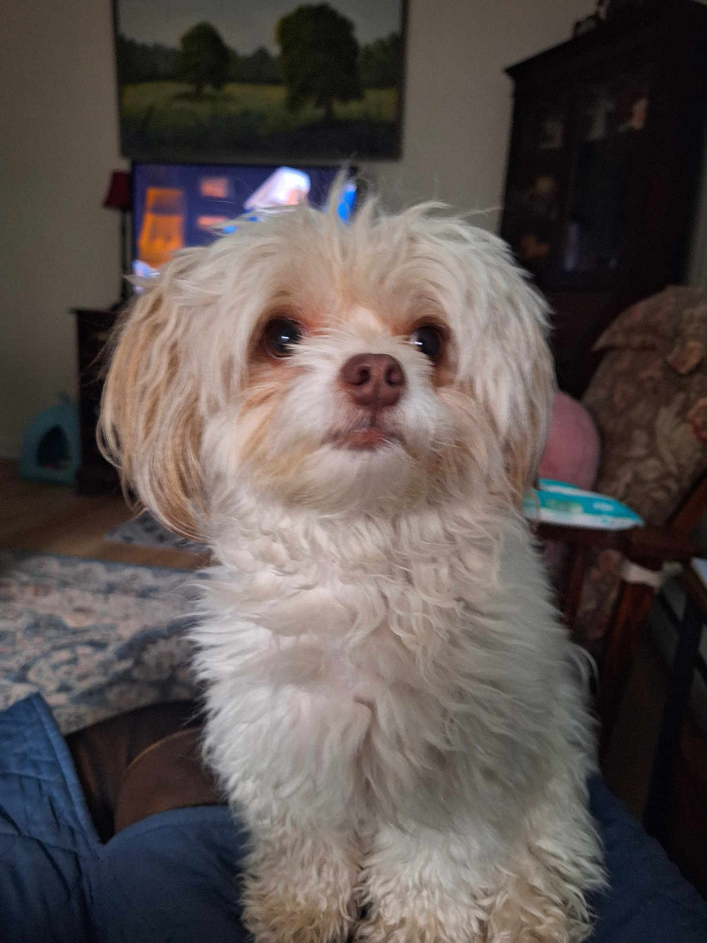 Mochi