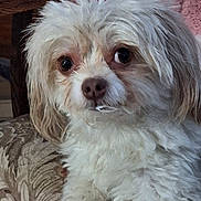 Mochi joined the competition — help win amazing prizes! animal, brown, closeup, companion, cozy, cushion, cute, dog, eyes, fluffy, fur, furry, home, indoor, nose, pet, portrait, relaxed, sofa, white