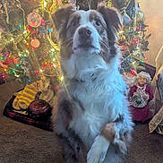 Sophie joined the competition — help win amazing prizes! dog, christmas_tree, holiday, decorations, ornaments, carpet, indoor, pet, fur, brown, white, standing, festive, lights, celebration, toy, doll, cozy, home, seasonal