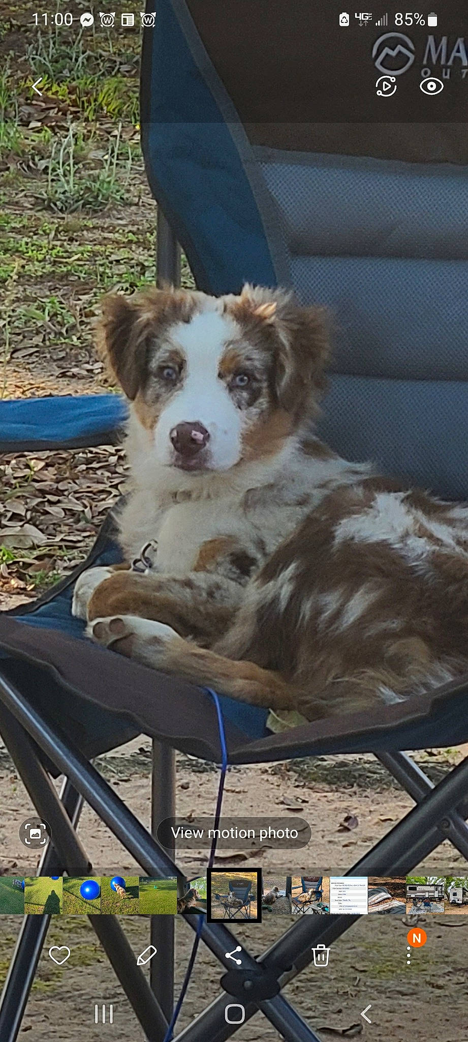 Sophie is registered to the contest to win money with this photo: australian_collie, australian_shepherd, border_collie, carnivore, chair, companion_dog, dog, dog_breed, fur, grass, gun_dog, herding_dog, outdoor_furniture, plant, sitting, sporting_group, terrestrial_animal, working_animal, working_dog