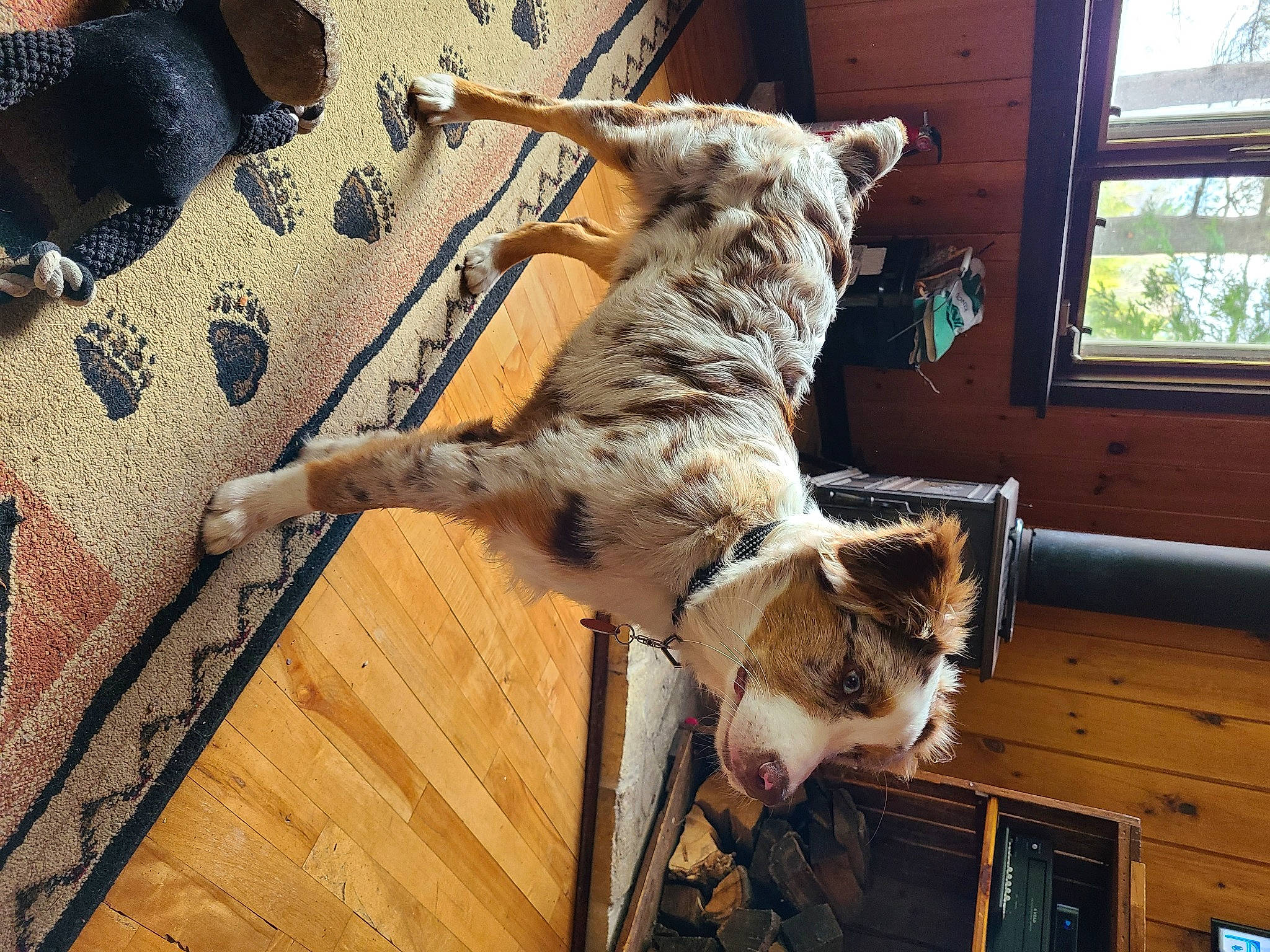 Sophie is registered to the contest to win money with this photo: big_cats, carnivore, dog_breed, fawn, felidae, fur, hardwood, mammal, pattern, room, small_to_medium_sized_cats, snout, sporting_group, tail, terrestrial_animal, trunk, vertebrate, whiskers, window, wood