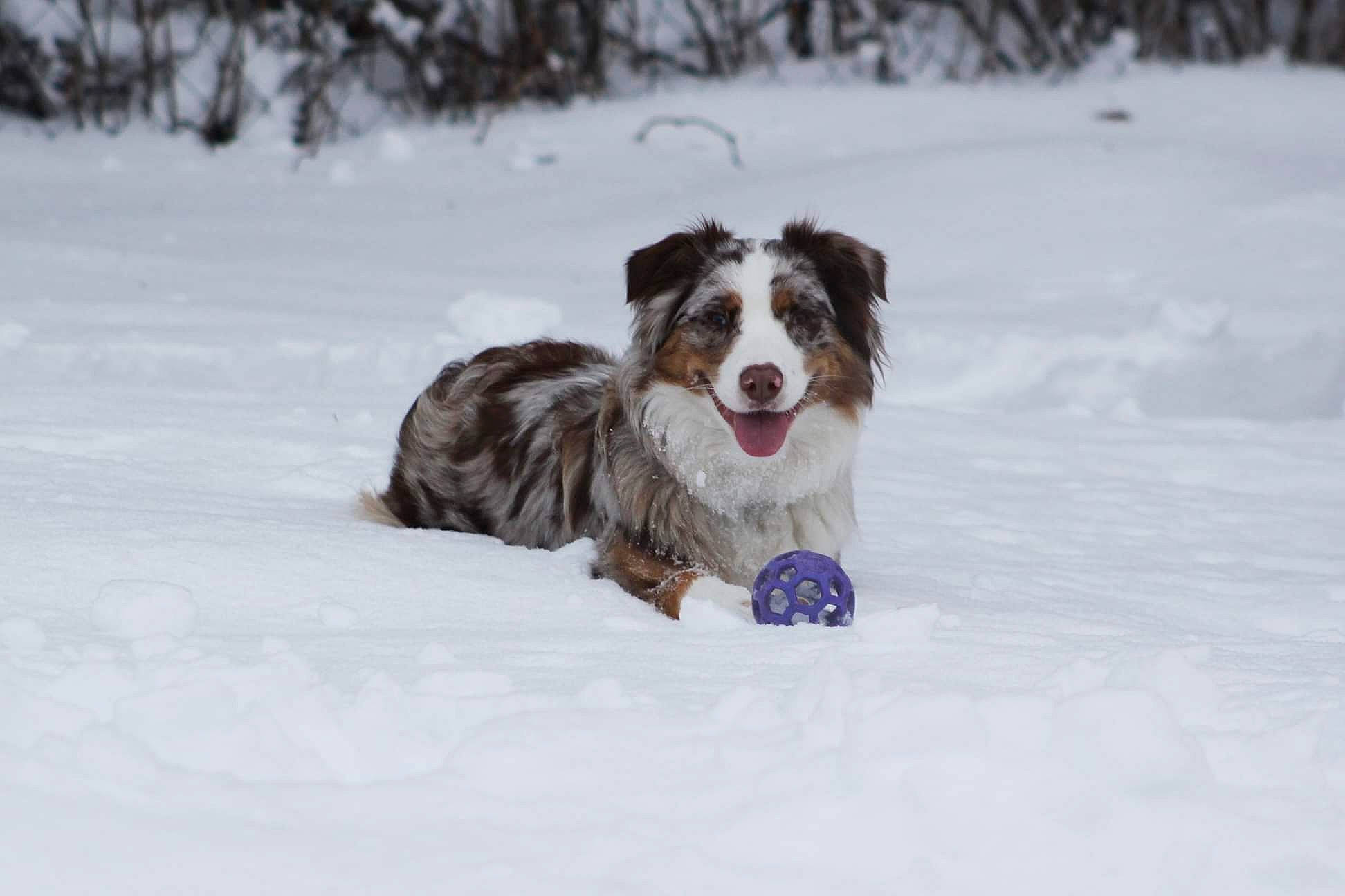 Sophie joined the competition — help win amazing prizes! canidae, carnivore, companion_dog, dog, dog_breed, freezing, fur, gun_dog, herding_dog, japanese_chin, liver, moscow_watchdog, pont_audemer_spaniel, snout, snow, spaniel, sporting_group, winter, working_dog