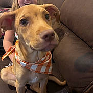 Cashew is registered to the contest to win money with this photo: dog, puppy, child, person, face, smiling, glasses, bandana, checkered_pattern, orange, brown, couch, indoors, portrait, close_up, sitting, pet, animal, family, adorable
