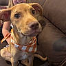 dog, puppy, child, person, face, smiling, glasses, bandana, checkered_pattern, orange, brown, couch, indoors, portrait, close_up, sitting, pet, animal, family, adorable