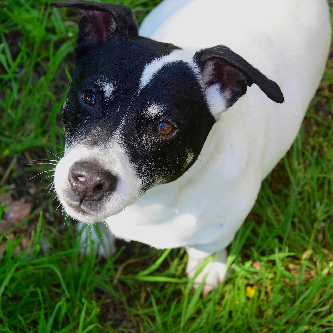 Maka a rejoint le concours — aidez-le/la à gagner de superbes lots ! animal, black_and_white, canine, closeup, cute, daylight, dog, ears, eyes, friendly, fur, grass, looking_up, mammal, nature, nose, outdoor, pet, portrait, whiskers
