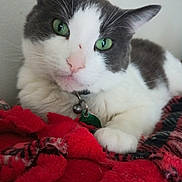 Kash is registered to the contest to win money with this photo: animal, bell, blanket, cat, close_up, collar, cozy, cute, domestic, feline, fur, gray_and_white, green_eyes, indoor, nose, paw, pet, red, resting, whiskers