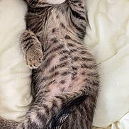 Grisouille a rejoint le concours — aidez-le/la à gagner de superbes lots ! kitten, cat, sleeping, tabby, paw, basket, cozy, cute, fur, whiskers, pet, animal, resting, soft, bed, domestic, feline, relaxed, adorable, napping