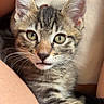 kitten, tabby, cat, pet, animal, whiskers, ears, fur, closeup, portrait, curious, indoor, legs, resting, soft_light, striped, young, cute, cozy, domestic