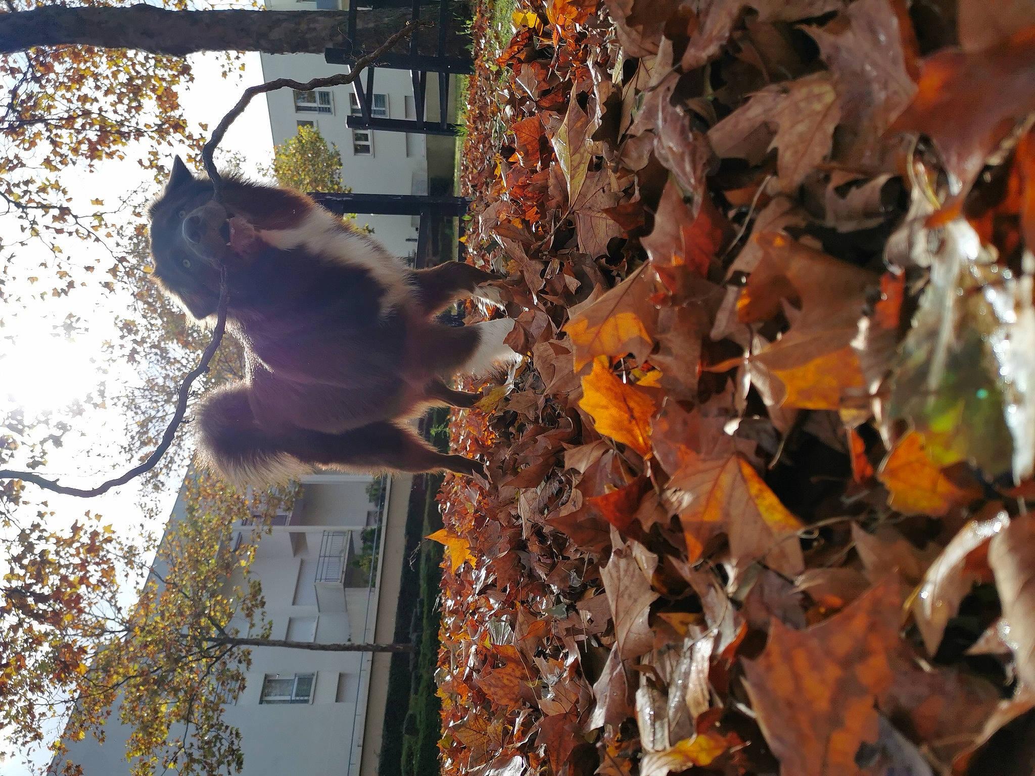 Skye participe au concours pour gagner de l'argent avec cette photo : autumn, biome, branch, building, deciduous, metal, organism, plant, sky, tail, tints_and_shades, tree, trunk, twig, waste, window, winter, wood, woody_plant, world