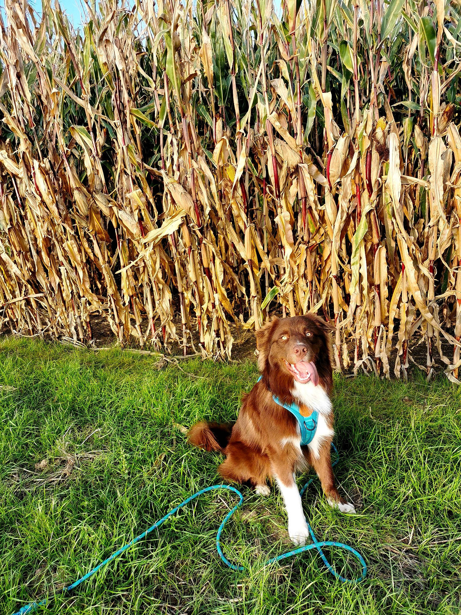 Skye a rejoint le concours — aidez-le/la à gagner de superbes lots ! agriculture, carnivore, companion_dog, dog, dog_breed, electric_blue, fawn, field, grass, grass_family, grassland, groundcover, leash, pasture, people_in_nature, plant, shadow, soil, tail, terrestrial_animal