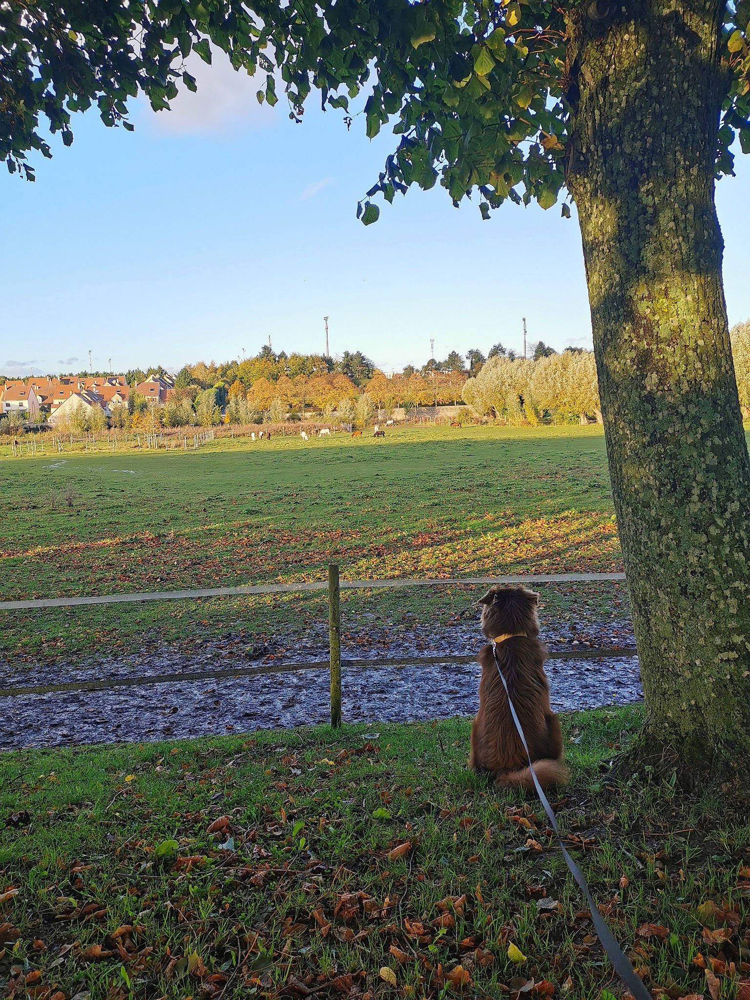 Skye a rejoint le concours — aidez-le/la à gagner de superbes lots ! branch, fence, grass, grassland, horizon, land_lot, landscape, morning, natural_landscape, nature, people_in_nature, plain, plant, rural_area, shade, sky, sunlight, tree, wood, woody_plant