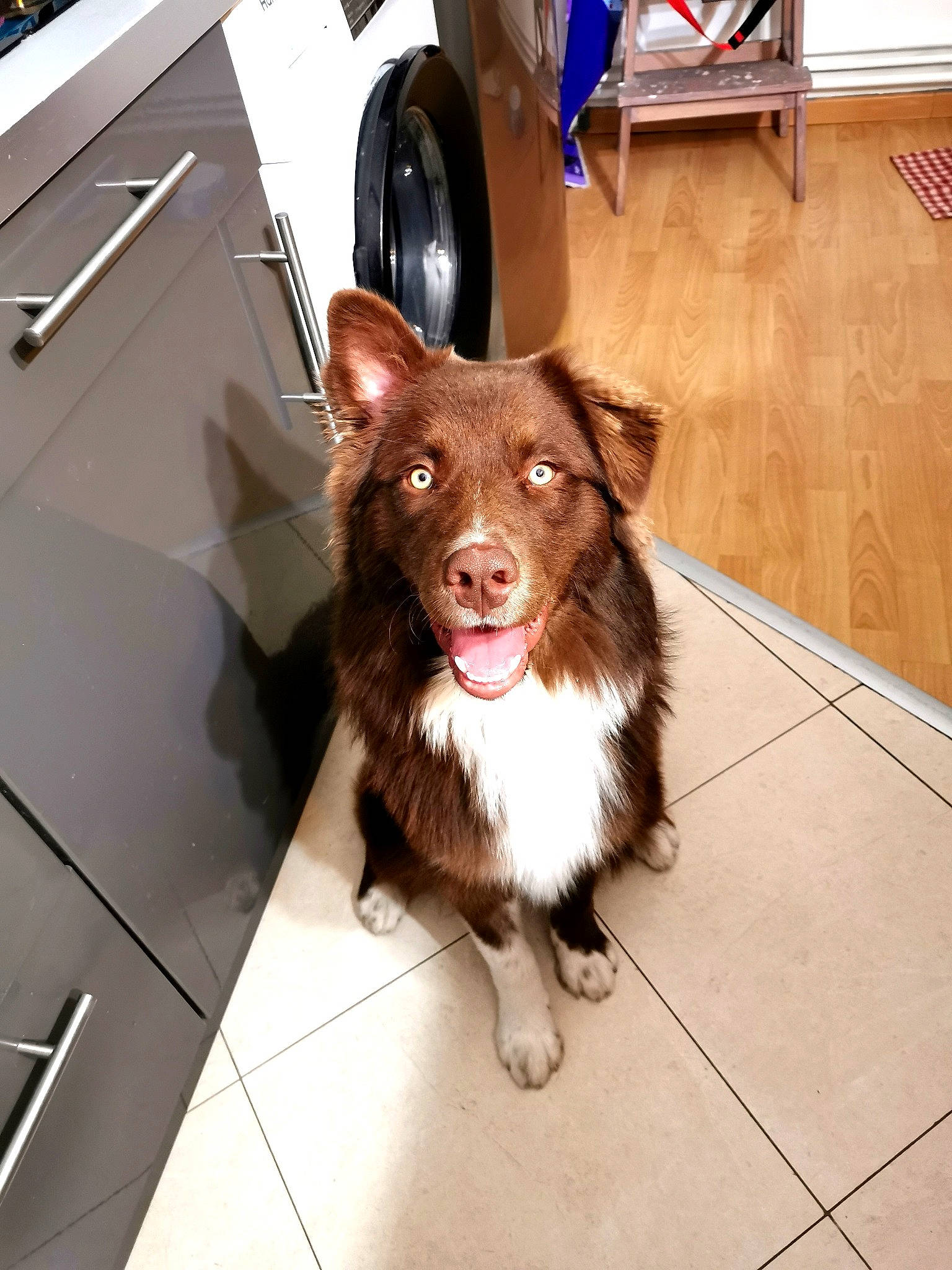 Skye participe au concours pour gagner de l'argent avec cette photo : canidae, carnivore, companion_dog, dog, dog_breed, felidae, floor, flooring, fur, hardwood, herding_dog, leash, liver, paw, spaniel, sporting_group, tail, tile_flooring, whiskers, wood