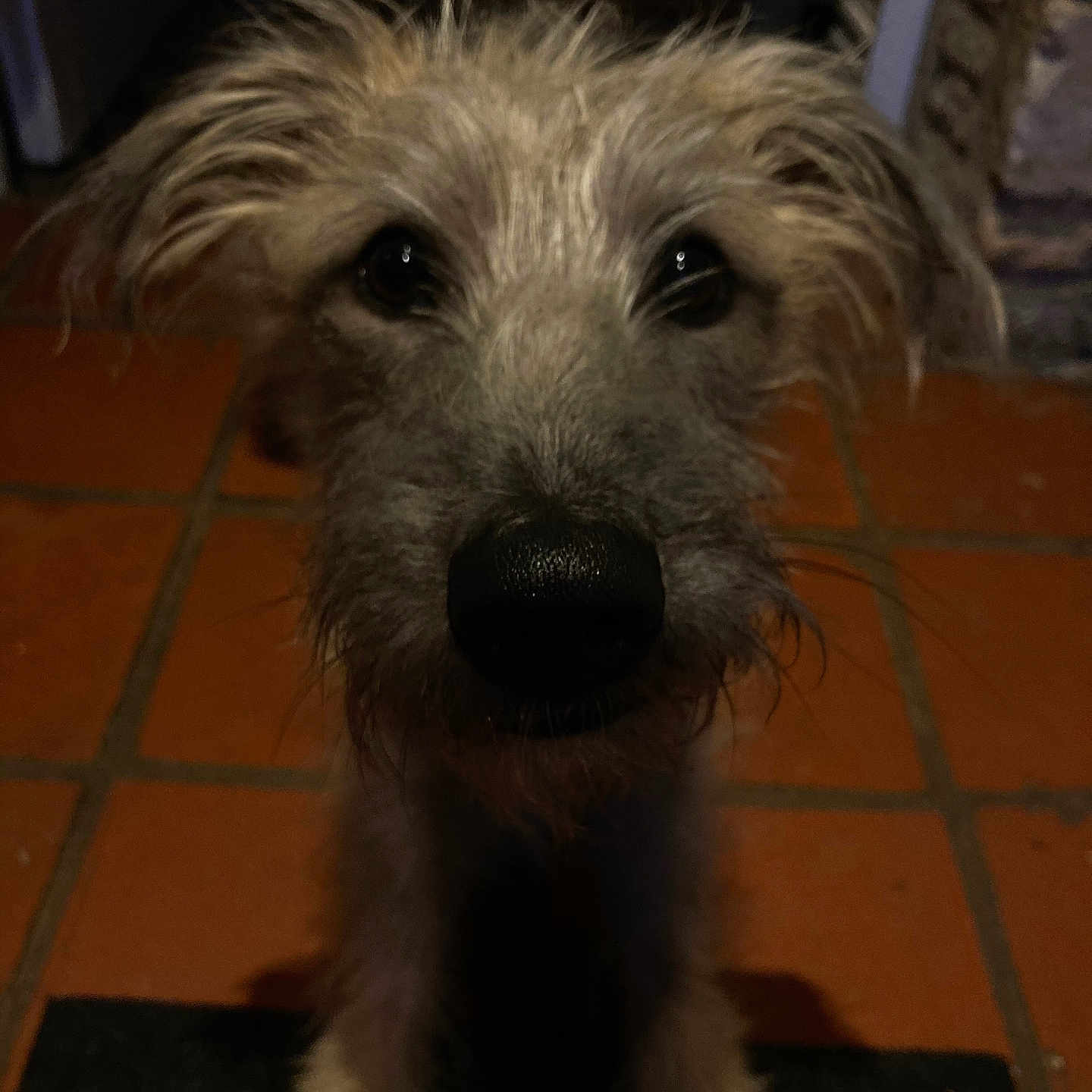 Tasmanian Devil is registered to the contest to win money with this photo: animal, canine, close_up, companion, curious, dim_light, dog, eyes, face, floor, furry, home, indoor, mammal, nose, pet, portrait, scruffy, tile, whiskers