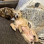 Tasmanian Devil is registered to the contest to win money with this photo: dog, couch, blanket, pillow, relaxed, indoor, pet, fur, small_dog, lying_down, cozy, home, resting, cute, animal, laying_on_back, living_room, furniture, sleepy, companion