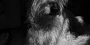 Tasmanian Devil is registered to the contest to win money with this photo: dog, black_and_white, pet, fur, animal, indoor, resting, bed, fluffy, shadow, light, portrait, scruffy, canine, calm, relaxed, closeup, monochrome, home, quiet
