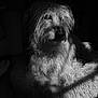 dog, black_and_white, pet, fur, animal, indoor, resting, bed, fluffy, shadow, light, portrait, scruffy, canine, calm, relaxed, closeup, monochrome, home, quiet