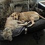 dog, couch, blanket, pillow, indoor, pet, animal, fur, resting, cozy, living_room, companion, two_dogs, laying_down, comfort, domestic, home, relaxation, brown_dog, fluffy_dog