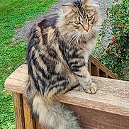 Charlie is registered to the contest to win money with this photo: animal, cat, closeup, curious, daylight, feline, fluffy, fur, garden, grass, greenery, nature, outdoor, path, pet, sitting, tabby, tail, whiskers, wooden_railing