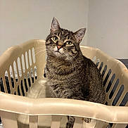 Evita joined the competition — help win amazing prizes! animal, beige, cat, closeup, curious, cute, domestic, ears, feline, floor, home, indoor, laundry_basket, looking_up, pet, plastic, portrait, sitting, tabby_cat, whiskers