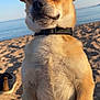 dog, beach, sand, water, sky, sunlight, collar, pet, outdoor, animal, portrait, canine, summer, vacation, nature, closeup, fur, ears, snout, happy