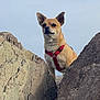 dog, canine, red_harness, rock, rocks, outdoor, nature, sky, pet, animal, small_dog, alert, standing, fur, mammal, daylight, scenic, watchful, adventure, landscape