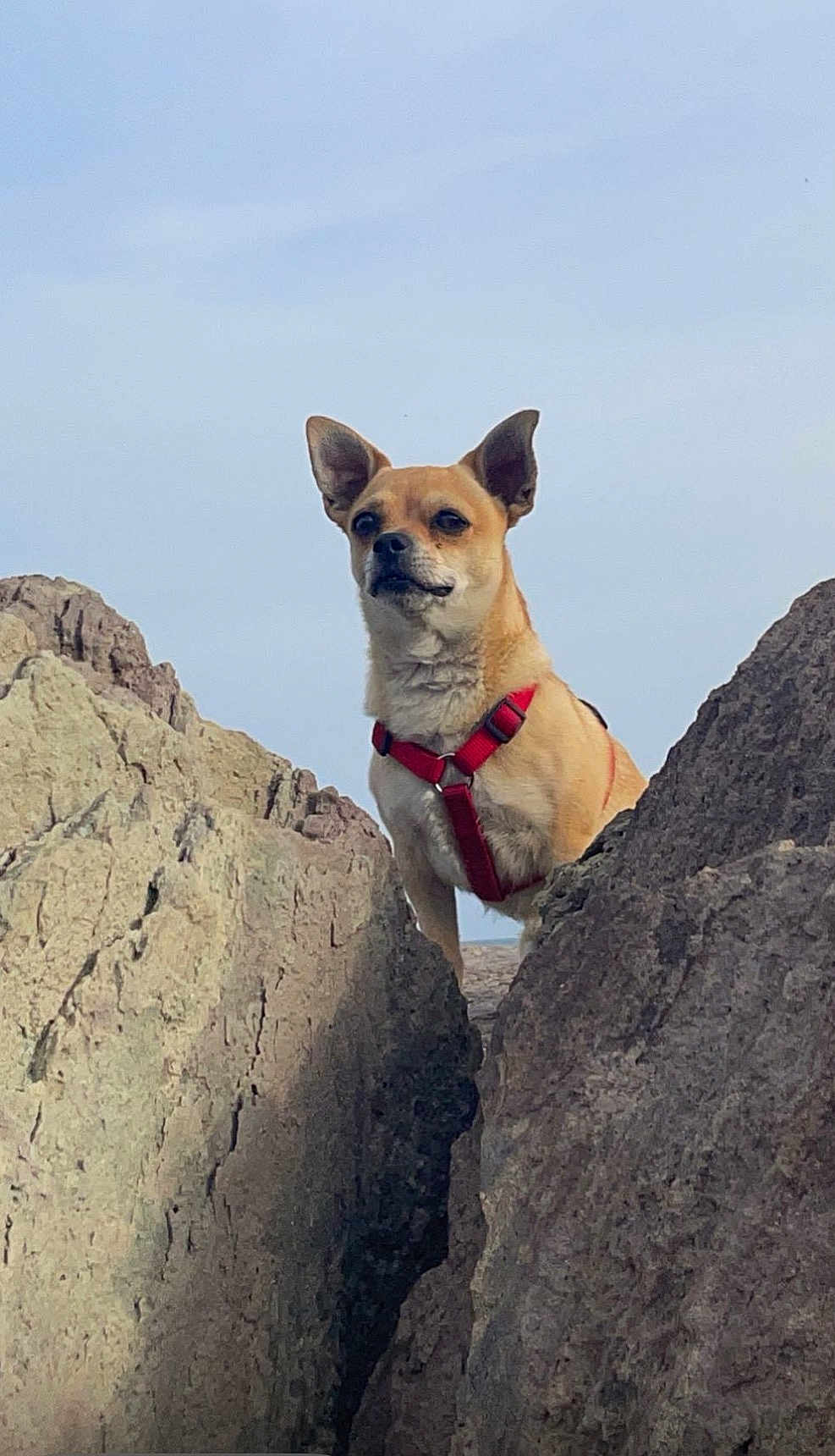 Pilou a rejoint le concours — aidez-le/la à gagner de superbes lots ! dog, canine, red_harness, rock, rocks, outdoor, nature, sky, pet, animal, small_dog, alert, standing, fur, mammal, daylight, scenic, watchful, adventure, landscape
