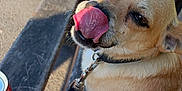 Pilou participe au concours pour gagner de l'argent avec cette photo : dog, tongue, bench, leash, sunlight, outdoor, can, pet, animal, sitting, closeup, nose, fur, shadow, pavement, metal, collar, daylight, expression, tongue_out