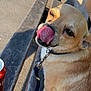 dog, tongue, bench, leash, sunlight, outdoor, can, pet, animal, sitting, closeup, nose, fur, shadow, pavement, metal, collar, daylight, expression, tongue_out