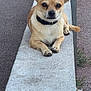 Pilou participe au concours pour gagner de l'argent avec cette photo : dog, small_dog, tan_dog, ears, concrete, ledge, pavement, outdoor, animal, pet, collar, resting, looking_at_camera, calm, curious, sidewalk, nature, grass, closeup, daylight