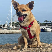 Pilou a rejoint le concours — aidez-le/la à gagner de superbes lots ! dog, small_dog, red_harness, rock, water, marina, boats, ferris_wheel, sky, outdoor, tongue_out, happy, pet, animal, nature, summer, sunny, shore, palm_trees, vacation
