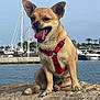 dog, small_dog, red_harness, rock, water, marina, boats, ferris_wheel, sky, outdoor, tongue_out, happy, pet, animal, nature, summer, sunny, shore, palm_trees, vacation