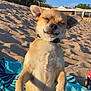 dog, beach, sand, sunlight, outdoor, animal, pet, smiling, relaxed, nature, summer, vacation, happy, canine, blue_sky, towel, collar, small_dog, sunny, paw