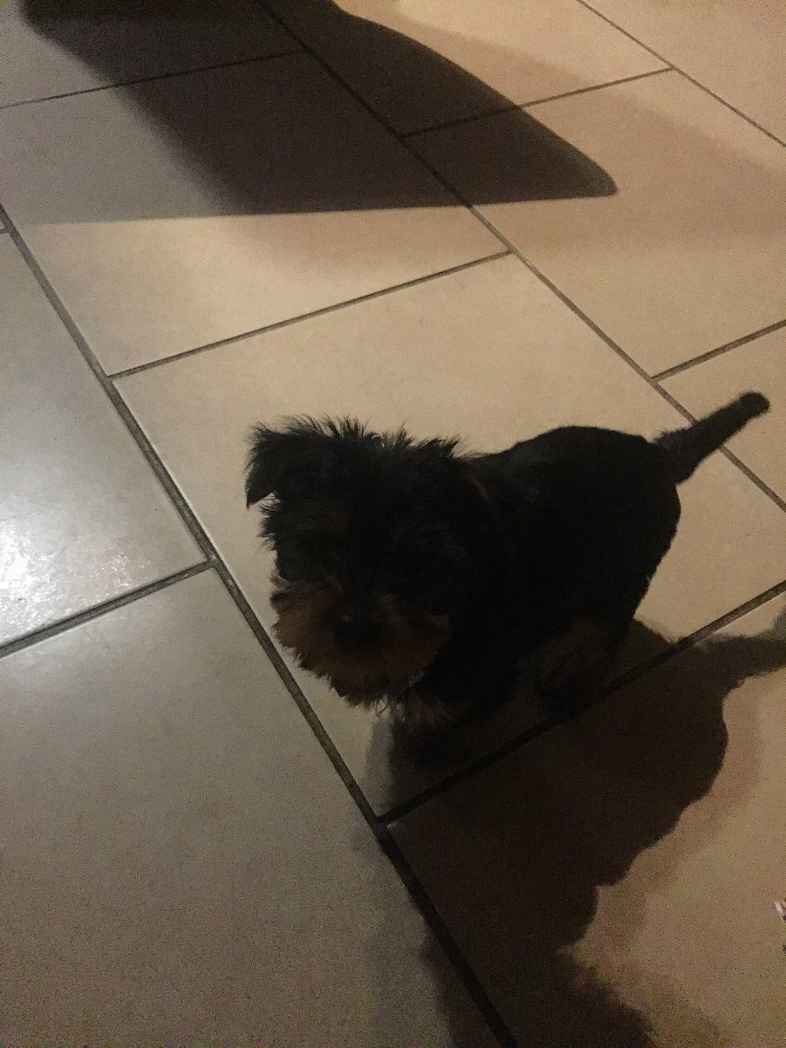 Skippy participe au concours pour gagner de l'argent avec cette photo : carnivore, companion_dog, concrete, dog, dog_breed, floor, flooring, fur, grey, hardwood, leash, road_surface, shadow, sidewalk, tail, tile, tile_flooring, tints_and_shades, wood, working_animal