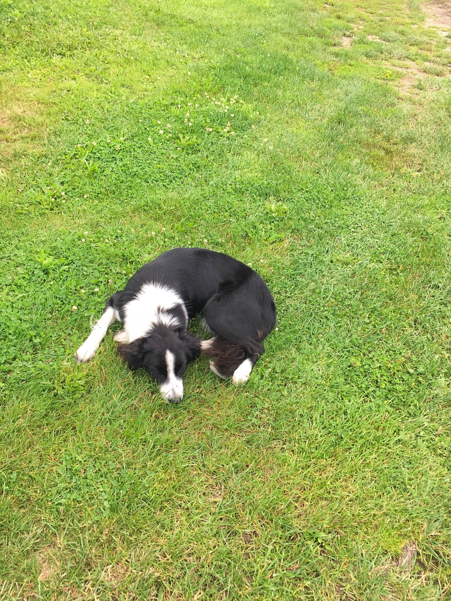 Rex a rejoint le concours — aidez-le/la à gagner de superbes lots ! border_collie, canidae, carnivore, companion_dog, dog, dog_breed, fur, grass, grassland, groundcover, herding_dog, hunting_dog, lawn, non_sporting_group, pasture, plant, sporting_group, tail, terrestrial_animal, working_dog