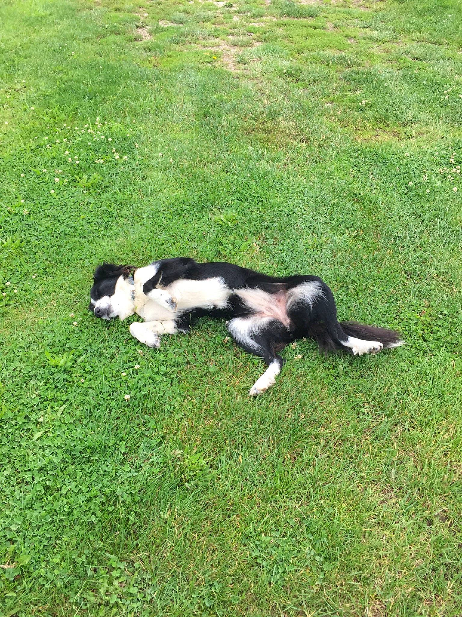 Rex a rejoint le concours — aidez-le/la à gagner de superbes lots ! canidae, carnivore, companion_dog, dog, dog_breed, fur, grass, grass_family, grassland, groundcover, herding_dog, lawn, mammal, pasture, plant, sporting_group, tail, terrestrial_animal, tree, working_dog