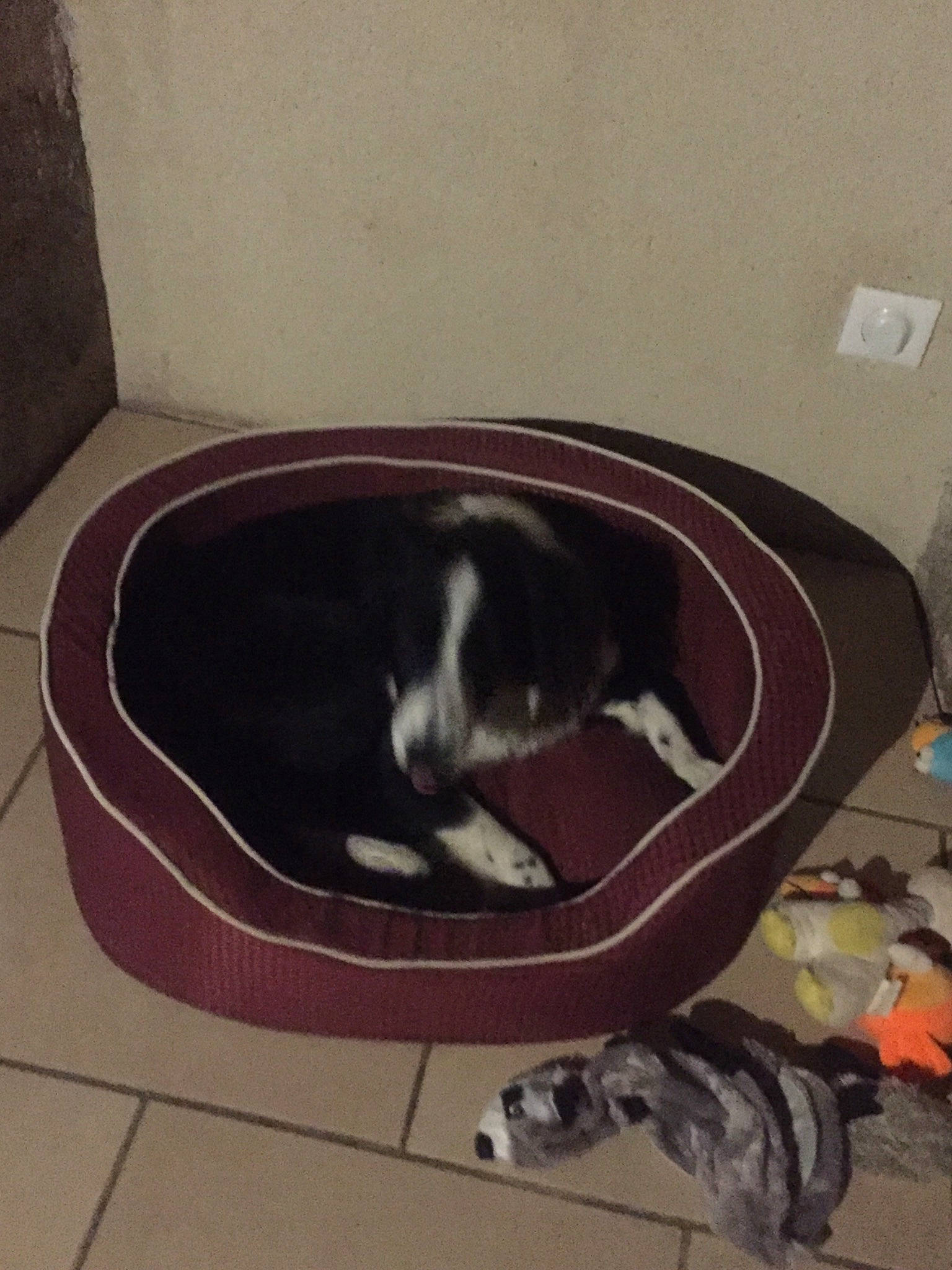 Rex a rejoint le concours — aidez-le/la à gagner de superbes lots ! carnivore, cat, cat_supply, comfort, dog_breed, felidae, floor, flooring, fur, grey, hardwood, magenta, pet_supply, purple, rectangle, small_to_medium_sized_cats, sporting_group, tail, whiskers, wood