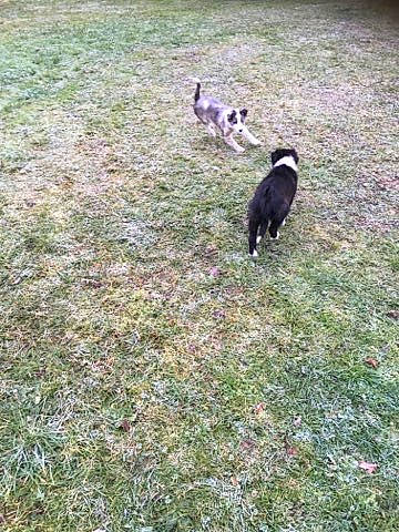 Rex a rejoint le concours — aidez-le/la à gagner de superbes lots ! canidae, carnivore, cat, dog_breed, felidae, grass, grassland, groundcover, pasture, plant, soil, sporting_group, tail, terrestrial_animal, wildlife