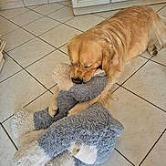 Vaillant participe au concours pour gagner de l'argent avec cette photo : animal, cabinets, chewing, closeup, cute, dog, fluffy, golden_fur, golden_retriever, home, indoor, kitchen, lying_down, pet, playing, plush_toy, portrait, stuffed_toy, tile_floor, toy