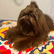 Cooper joined the competition — help win amazing prizes! dog, brown, fluffy, long_hair, pet, indoor, blanket, colorful, fabric, cute, animal, lying_down, portrait, fur, small_dog, companion, resting, looking_away, cozy, domestic