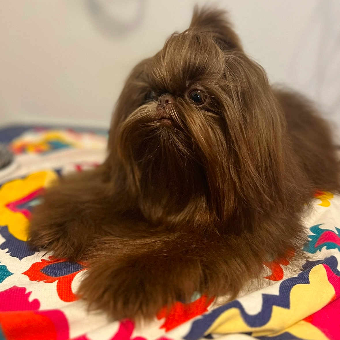 Cooper joined the competition — help win amazing prizes! animal, blanket, brown, colorful, companion, cozy, cute, dog, domestic, fabric, fluffy, fur, indoor, long_hair, looking_away, lying_down, pet, portrait, resting, small_dog